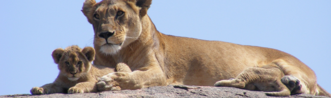Save the Lions: FILMLÖWIN und die Kätzchenpause